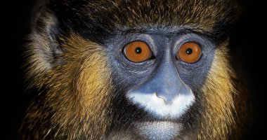 Bıyıklı Maymun ya da Bıyıklı Maymun, Cercopithecus cephus, Yetişkin Portresi