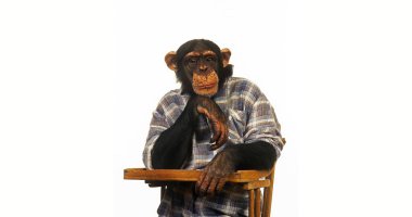 Şempanze, pan trogloditler, Erkek Giyimli Eğitimli Hayvan