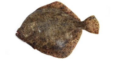Taze Turbot, beyaz arka plana karşı scofthalmus maximus