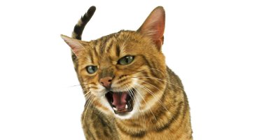 Kahverengi Benekli Bengal Evcil Kedisi Beyaz Arkaplanda
