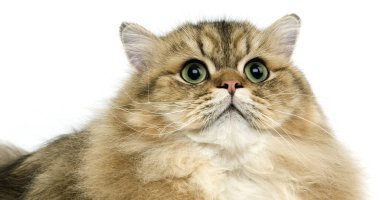 Beyaz Arkaplanda Altın Pers Kedisi Yatıyor