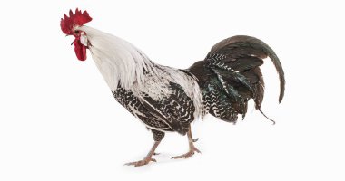 Brakel veya Braekel tavuğu, Belçika cinsi, horoz, beyaz arka plana karşı.