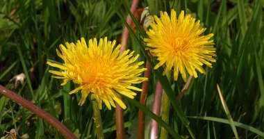 Rüzgardaki Karahindiba çiçekleri, taraxacum officinale, Normandiya