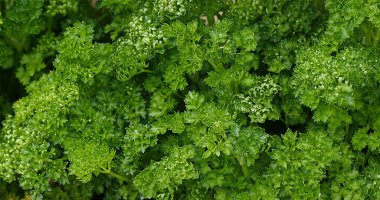 Kıvrımlı Maydanoz, Petroselinum gevreği, Normandiya