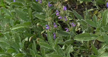 Mutfak adaçayı, Salvia officinalis