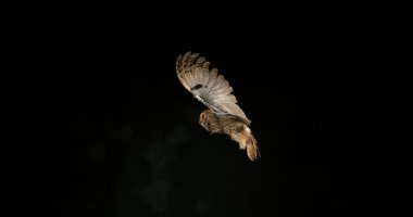 Long Eared Owl, asio otus, Adult in Flight, Normandy in France clipart