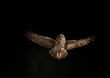 Avrasya baykuşu, strix aluco, Yetişkin Uçuşu, Normandiya