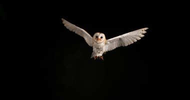 Ahır Baykuşu, Tyto Alba, Uçan Yetişkin, Normandiya