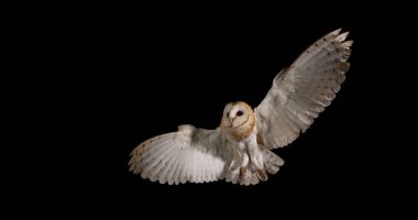 Ahır Baykuşu, Tyto Alba, Uçan Yetişkin, Normandiya