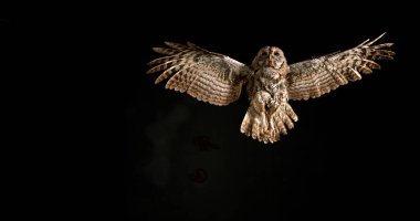 Avrasya baykuşu, strix aluco, Yetişkin Uçuşu, Normandiya
