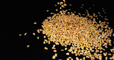 Corn, zea mays falling against Black Background clipart