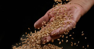Buğday, triticum sp, Kara Arkaplan 'a düşüyor