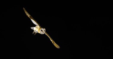 Ahır Baykuşu, Tyto Alba, Uçan Yetişkin, Normandiya