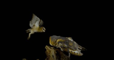Ahır Baykuşu, Tyto Alba, Uçan Yetişkin, Normandiya