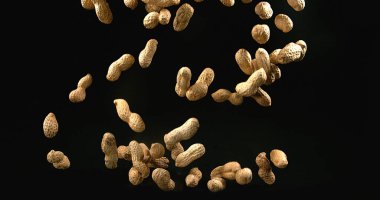 Fıstık, Arachis hipogaea, Kara Arkaplan 'a düşen meyveler.