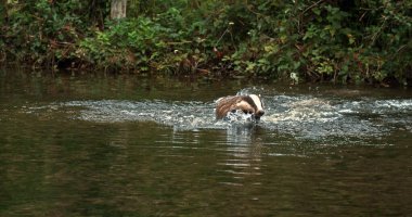 Avrupa Porsuğu, Meles Meles, Suyun içinden akan Yetişkin, Normandiya