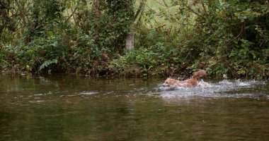 Kızıl Tilki, Vulpes vulpes, Yetişkin Nehri, Fransa Normandiya