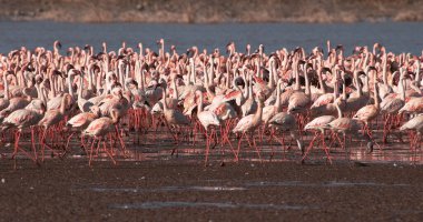 Küçük Flamingo, Phoenicopterus minor, Uçuş Grubu, Kenya 'daki Bogoria Gölü' nde sudan havalanan Koloni