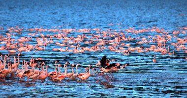 Küçük Flamingo, Phoenicopterus minor, Uçuş Grubu, Kenya 'daki Bogoria Gölü' nde sudan havalanan Koloni