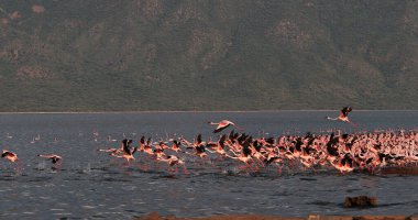 Küçük Flamingo, Phoenicopterus minor, Uçuş Grubu, Kenya 'daki Bogoria Gölü' nde sudan havalanan Koloni