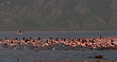 Küçük Flamingo, Phoenicopterus minor, Uçuş Grubu, Kenya 'daki Bogoria Gölü' nde sudan havalanan Koloni