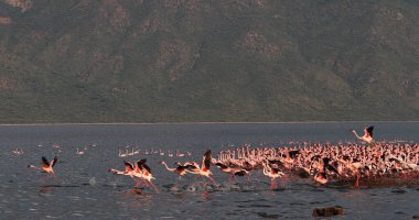 Küçük Flamingo, Phoenicopterus minor, Uçuş Grubu, Kenya 'daki Bogoria Gölü' nde sudan havalanan Koloni