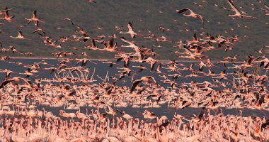 Küçük Flamingo, Phoenicopterus minor, Uçuş Grubu, Kenya 'daki Bogoria Gölü' nde sudan havalanan Koloni