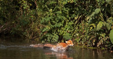 Kızıl Tilki, Vulpes vulpes, Yetişkin Nehri, Fransa Normandiya