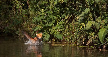 Kızıl Tilki, Vulpes vulpes, Yetişkin Nehri, Fransa Normandiya