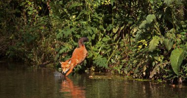 Kızıl Tilki, Vulpes vulpes, Yetişkin Nehri, Fransa Normandiya