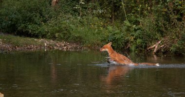 Kızıl Tilki, Vulpes vulpes, Yetişkin Nehri, Fransa Normandiya