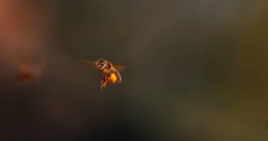 (124; Avrupa Bal Arısı, apis mellifera, Uçan Kara Arı, Fransa 'da Polenle Dolu Toplarla Kovan' a Dönüş, Normandiya