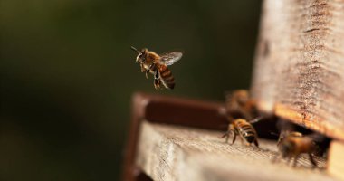 Avrupa Bal Arısı, Aspis Mellifera, Kovan 'a Giden Arılar, Uçan Böcekler, Botun Dönüşü, Normandiya' da Arı Kovanı