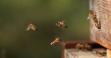 Avrupa Bal Arısı, Aspis Mellifera, Kovan 'a Giden Arılar, Uçan Böcekler, Botun Dönüşü, Normandiya' da Arı Kovanı