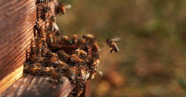Avrupa Bal Arısı, Aspis Mellifera, Kovan Girişinde Duran Arılar, Uçan Böcek, Botun Dönüşü, Normandiya 'da Arı Kovanı