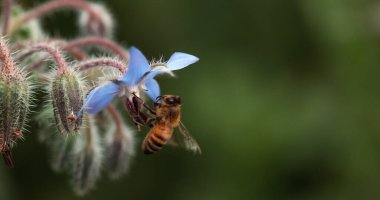 Avrupa Bal Arısı, Aspis Mellifera, Arı Çiçek Arısı, Uçan Böcek, Tozlaşma Hareketi, Normandiya,