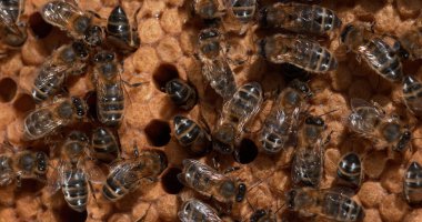 124; Avrupa Bal Arısı, Aspis Mellifera, Vahşi Ray, Brood, Normandiya 'da Arı Kovanı