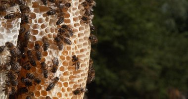 124; Avrupa Bal Arısı, Aspis Mellifera, Vahşi Ray, Brood, Normandiya 'da Arı Kovanı