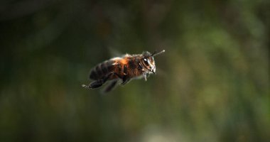 124; Avrupa Bal Arısı, apis mellifera, Uçan Arı, Normandiya