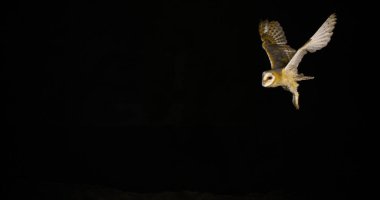 Ahır Baykuşu, Tyto Alba, Uçan Yetişkin, Fransa 'da Normandiya