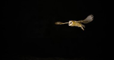 Ahır Baykuşu, Tyto Alba, Uçan Yetişkin, Fransa 'da Normandiya