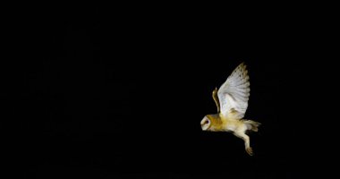 Ahır Baykuşu, Tyto Alba, Uçan Yetişkin, Fransa 'da Normandiya