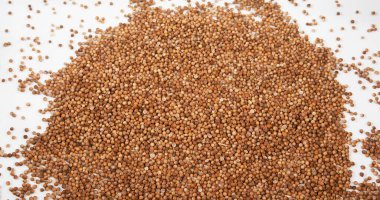 Kişniş, kişniş satium, Beyaz Arkaplan 'a düşen tohumlar