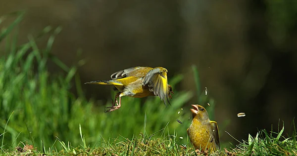 Європейський Greenfinch Carduelis Chloris Дорослий Польоті Боротьба Нормандія Франції — стокове фото