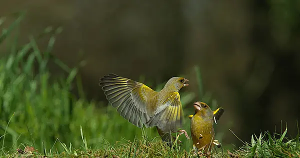 European Greenfinch Carduelis Chloris Adult Flight Fighting Normandy France — Stock Photo, Image