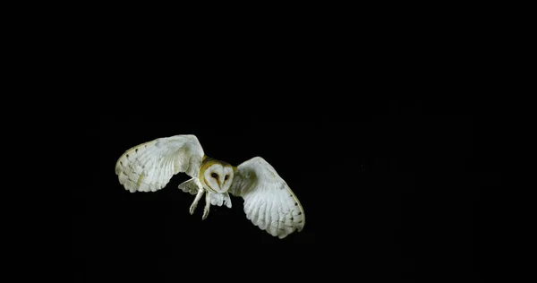 Barn Owl Tyto Alba Felnőtt Repülés Közben Normandia Franciaországban — Stock Fotó