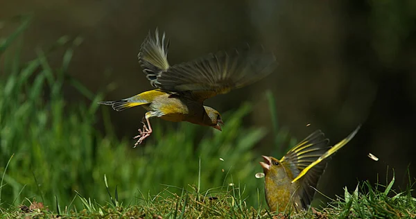 Greenfinch Europeu Carduelis Chloris Adulto Voo Luta Normandia França — Fotografia de Stock