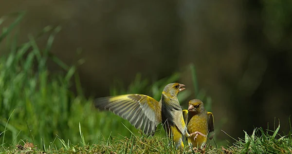European Greenfinch Carduelis Chloris Adult Flight Fighting Normandie France — Stock fotografie