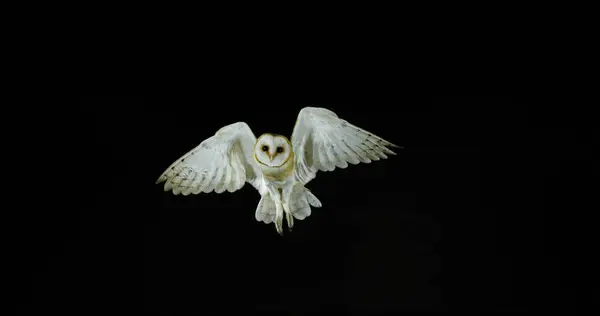 Barn Owl Tyto Alba Voksen Flugt Normandiet Frankrig - Stock-foto