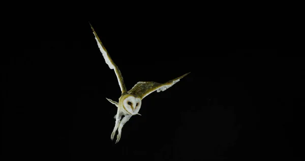 Barn Owl Tyto Alba Voksen Flugt Normandiet Frankrig - Stock-foto